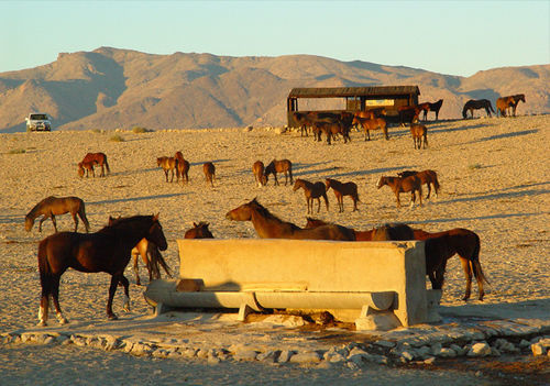 Klein-Aus Vista Desert Horse Inn Zewnętrze zdjęcie